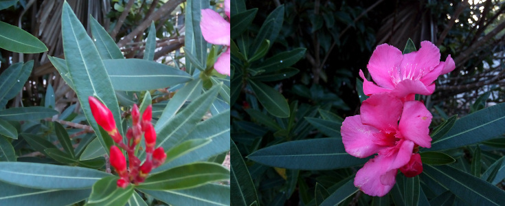 [Two photos spliced together. On the left is a grouping of tightly closed buds (look like little spears) which appear red although there is a lighter pinkish stripe on one of the larger ones. On the right are two blooms from the same plant and the five wide petals are pink. They have thick pink stamen in a ring around the outer edge of the center.]